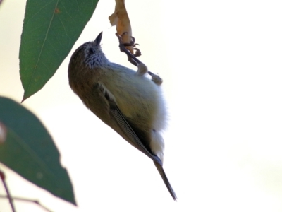 Acanthiza lineata (Striated Thornbill) at Wodonga, VIC - 5 May 2022 by KylieWaldon