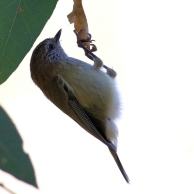 Acanthiza lineata (Striated Thornbill) at Wodonga, VIC - 5 May 2022 by KylieWaldon