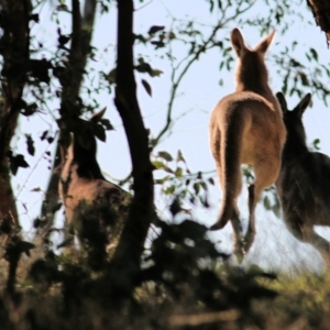 Macropus giganteus at Wodonga, VIC - 5 May 2022 09:49 AM