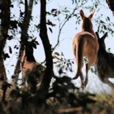 Macropus giganteus (Eastern Grey Kangaroo) at WREN Reserves - 5 May 2022 by KylieWaldon