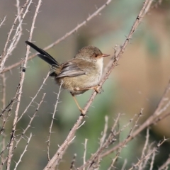 Malurus cyaneus (Superb Fairywren) at WREN Reserves - 4 May 2022 by KylieWaldon