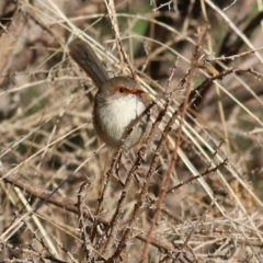 Malurus cyaneus at Wodonga, VIC - 5 May 2022