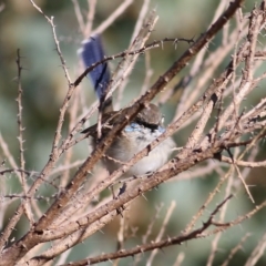 Malurus cyaneus at Wodonga, VIC - 5 May 2022 09:45 AM