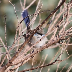 Malurus cyaneus at Wodonga, VIC - 5 May 2022