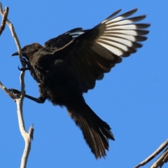 Corcorax melanorhamphos (White-winged Chough) at WREN Reserves - 4 May 2022 by KylieWaldon