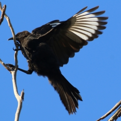 Corcorax melanorhamphos (White-winged Chough) at WREN Reserves - 5 May 2022 by KylieWaldon