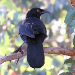 Corcorax melanorhamphos at Wodonga, VIC - 5 May 2022 09:41 AM
