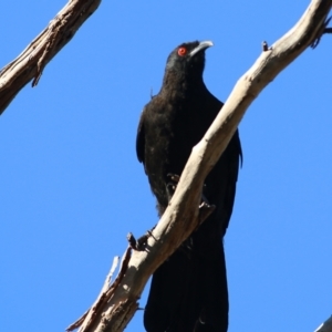 Corcorax melanorhamphos at Wodonga, VIC - 5 May 2022 09:41 AM