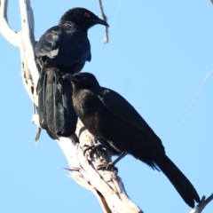Corcorax melanorhamphos at Wodonga, VIC - 5 May 2022 09:41 AM