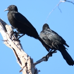 Corcorax melanorhamphos at Wodonga, VIC - 5 May 2022 09:41 AM