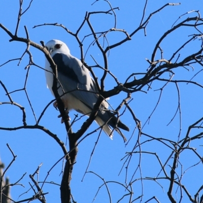 Elanus axillaris (Black-shouldered Kite) at WREN Reserves - 4 May 2022 by KylieWaldon
