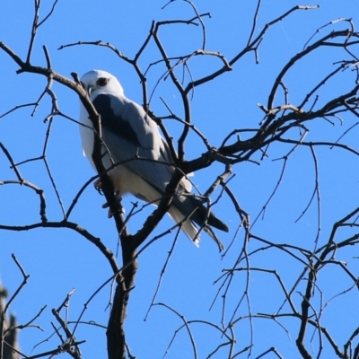 Elanus axillaris (Black-shouldered Kite) at WREN Reserves - 5 May 2022 by KylieWaldon