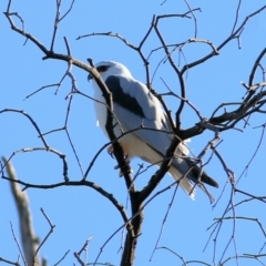 Elanus axillaris at Wodonga, VIC - 5 May 2022 09:45 AM