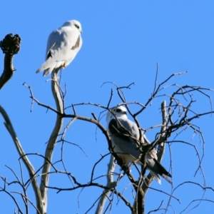 Elanus axillaris at Wodonga, VIC - 5 May 2022 09:45 AM