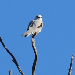 Elanus axillaris at Wodonga, VIC - 5 May 2022 09:45 AM