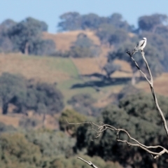 Elanus axillaris at Wodonga, VIC - 5 May 2022