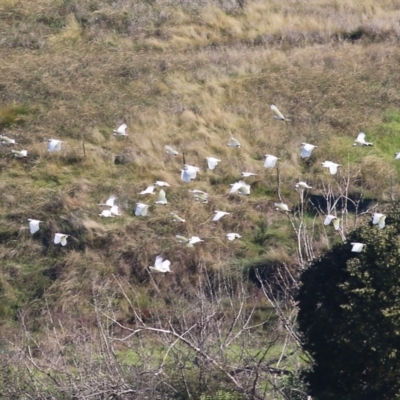 Cacatua galerita (Sulphur-crested Cockatoo) at Wodonga - 5 May 2022 by KylieWaldon