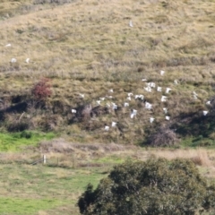 Cacatua galerita at Wodonga, VIC - 5 May 2022