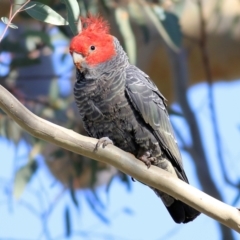 Callocephalon fimbriatum (Gang-gang Cockatoo) at Wodonga, VIC - 5 May 2022 by KylieWaldon