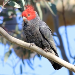 Callocephalon fimbriatum at Wodonga, VIC - 5 May 2022