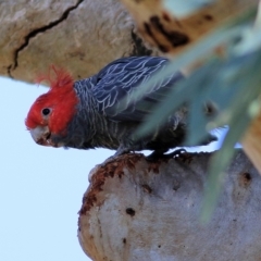 Callocephalon fimbriatum at Wodonga, VIC - suppressed