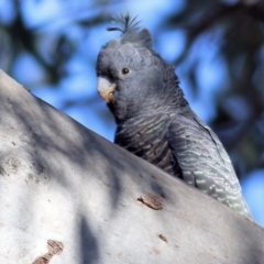 Callocephalon fimbriatum at Wodonga, VIC - 5 May 2022