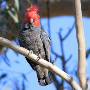 Callocephalon fimbriatum at Wodonga, VIC - 5 May 2022