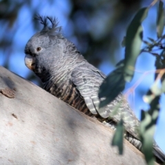 Callocephalon fimbriatum at Wodonga, VIC - 5 May 2022