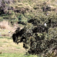 Callocephalon fimbriatum at Wodonga, VIC - suppressed
