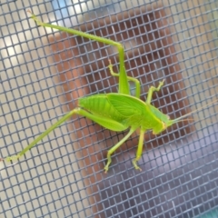 Caedicia simplex (Common Garden Katydid) at Isaacs, ACT - 5 May 2022 by Mike