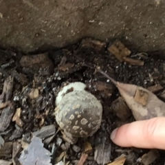 Unidentified Fungus at Pambula, NSW - 8 Apr 2022 by elizabethgleeson