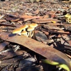 Unidentified Fungus at Pambula Preschool - 28 Apr 2022 by elizabethgleeson