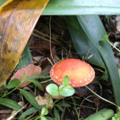 Unidentified Cap on a stem; gills below cap [mushrooms or mushroom-like] at Pambula, NSW - 29 Apr 2022 by elizabethgleeson