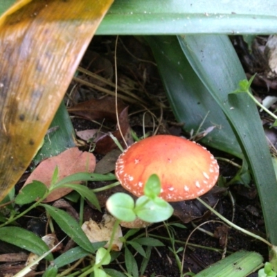 Amanita muscaria at Pambula Preschool - 29 Apr 2022 by elizabethgleeson