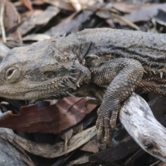 Pogona barbata (Eastern Bearded Dragon) at Aranda, ACT - 5 May 2022 by AlisonMilton