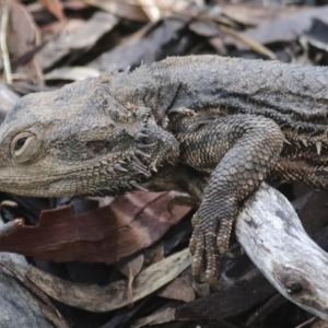 Pogona barbata at Aranda, ACT - suppressed