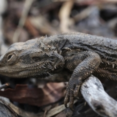 Pogona barbata at Aranda, ACT - suppressed