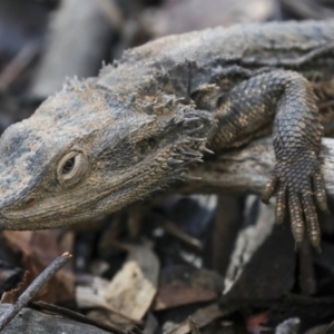 Pogona barbata at Aranda, ACT - 5 May 2022