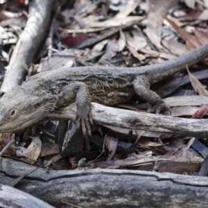 Pogona barbata at Aranda, ACT - suppressed