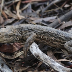 Pogona barbata at Aranda, ACT - suppressed