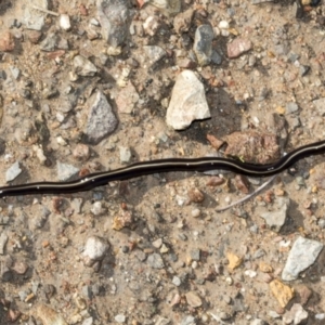 Caenoplana coerulea at Cook, ACT - 5 May 2022 09:42 AM