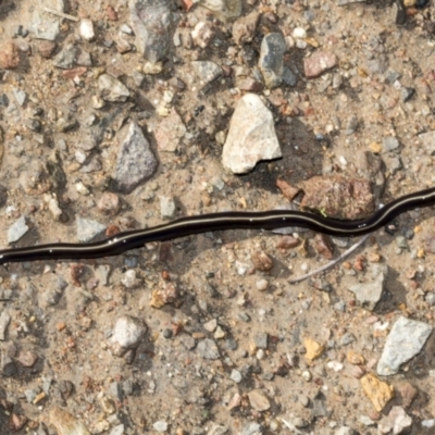 Caenoplana coerulea (Blue Planarian, Blue Garden Flatworm) at Cook, ACT - 4 May 2022 by AlisonMilton