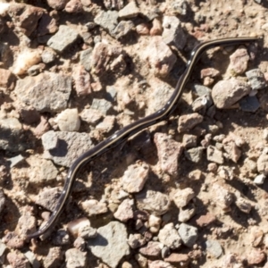 Caenoplana coerulea at Cook, ACT - 5 May 2022 09:42 AM