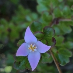 Boronia algida (Alpine Boronia) at Tennent, ACT - 5 May 2022 by nathkay