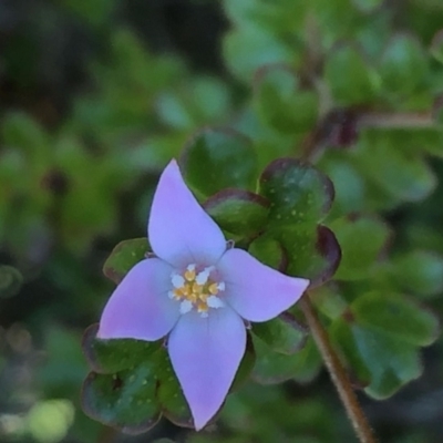 Boronia algida (Alpine Boronia) at Tennent, ACT - 5 May 2022 by nath_kay