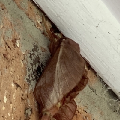 Oxycanus (genus) (Unidentified Oxycanus moths) at Theodore, ACT - 5 May 2022 by Cardy