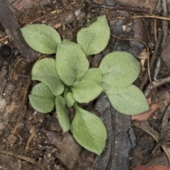 Pterostylidinae (greenhood alliance) (A Greenhood) at Point 4150 - 5 May 2022 by AlisonMilton