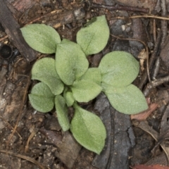 Pterostylidinae (greenhood alliance) (A Greenhood) at Aranda Bushland - 5 May 2022 by AlisonMilton