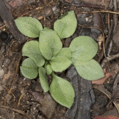 Pterostylidinae (greenhood alliance) (A Greenhood) at Point 4150 - 5 May 2022 by AlisonMilton
