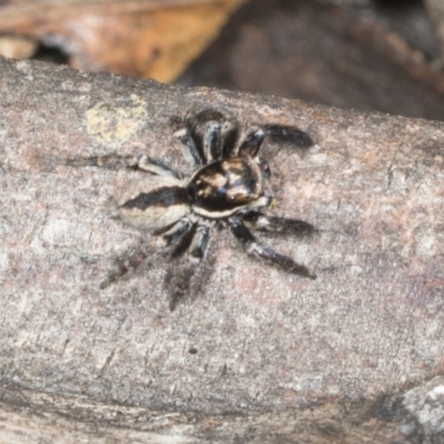 Jotus auripes (Jumping spider) at Point 4150 - 5 May 2022 by AlisonMilton
